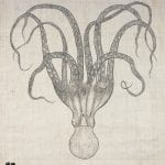 Orra White Hitchcock drawing of octopus