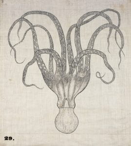 Orra White Hitchcock drawing of octopus