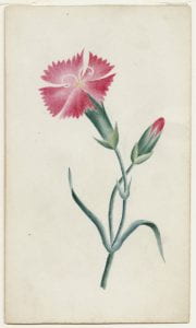 Watercolor drawing of dianthus flower and bud