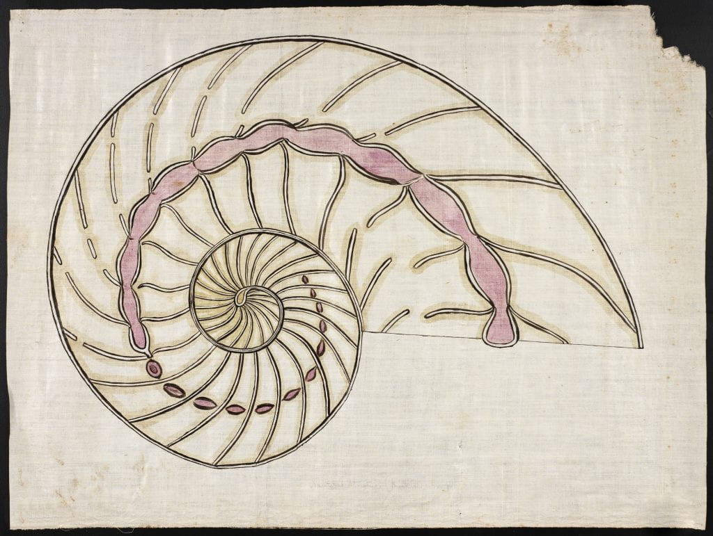 image of nautilis shell from digital collection